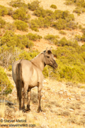 MUSTANGS!
